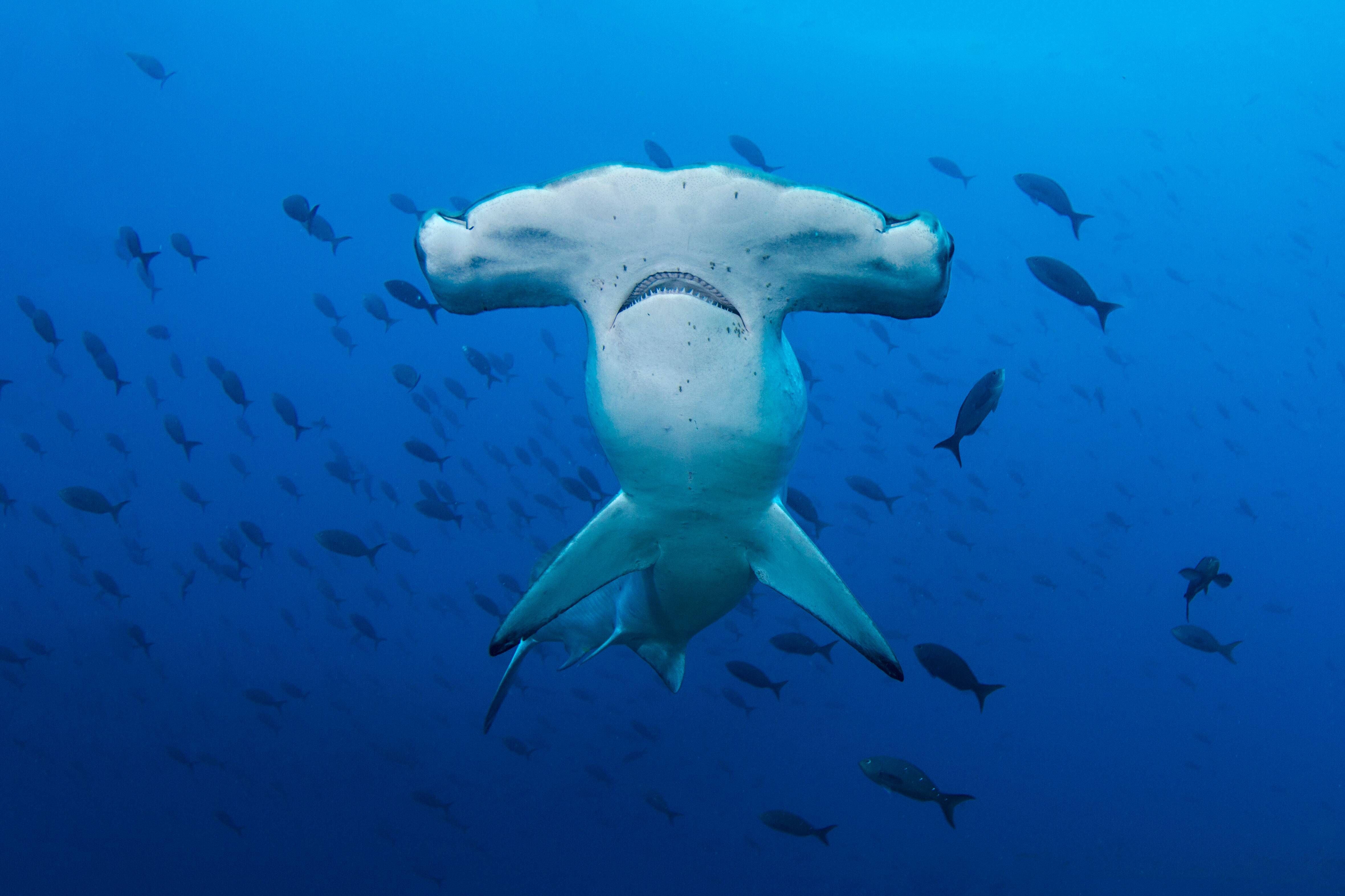 Great Hammerhead (Sphyrna zygaena) — espèce marine DUNE