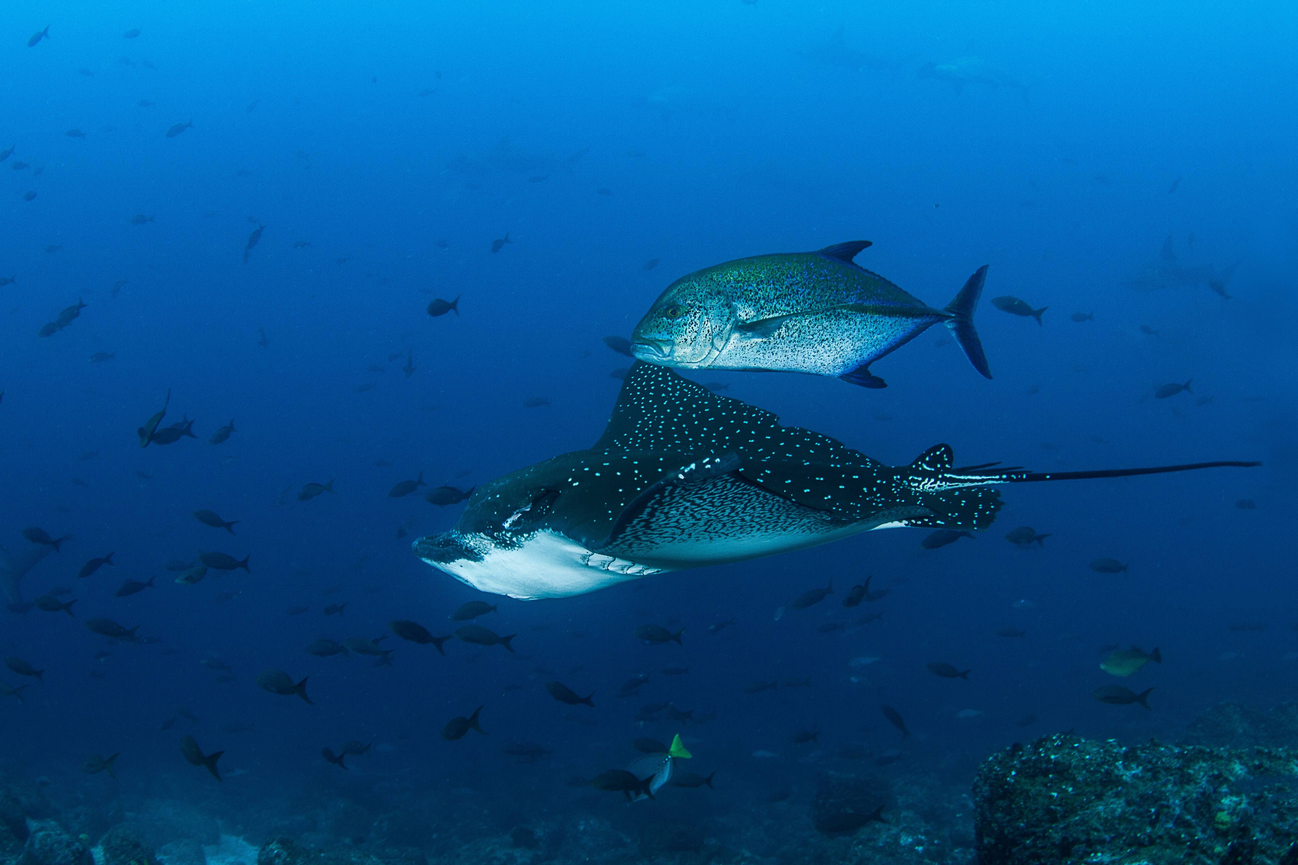 Eagle Ray (Aetobatus narinari) — espèce marine DUNE