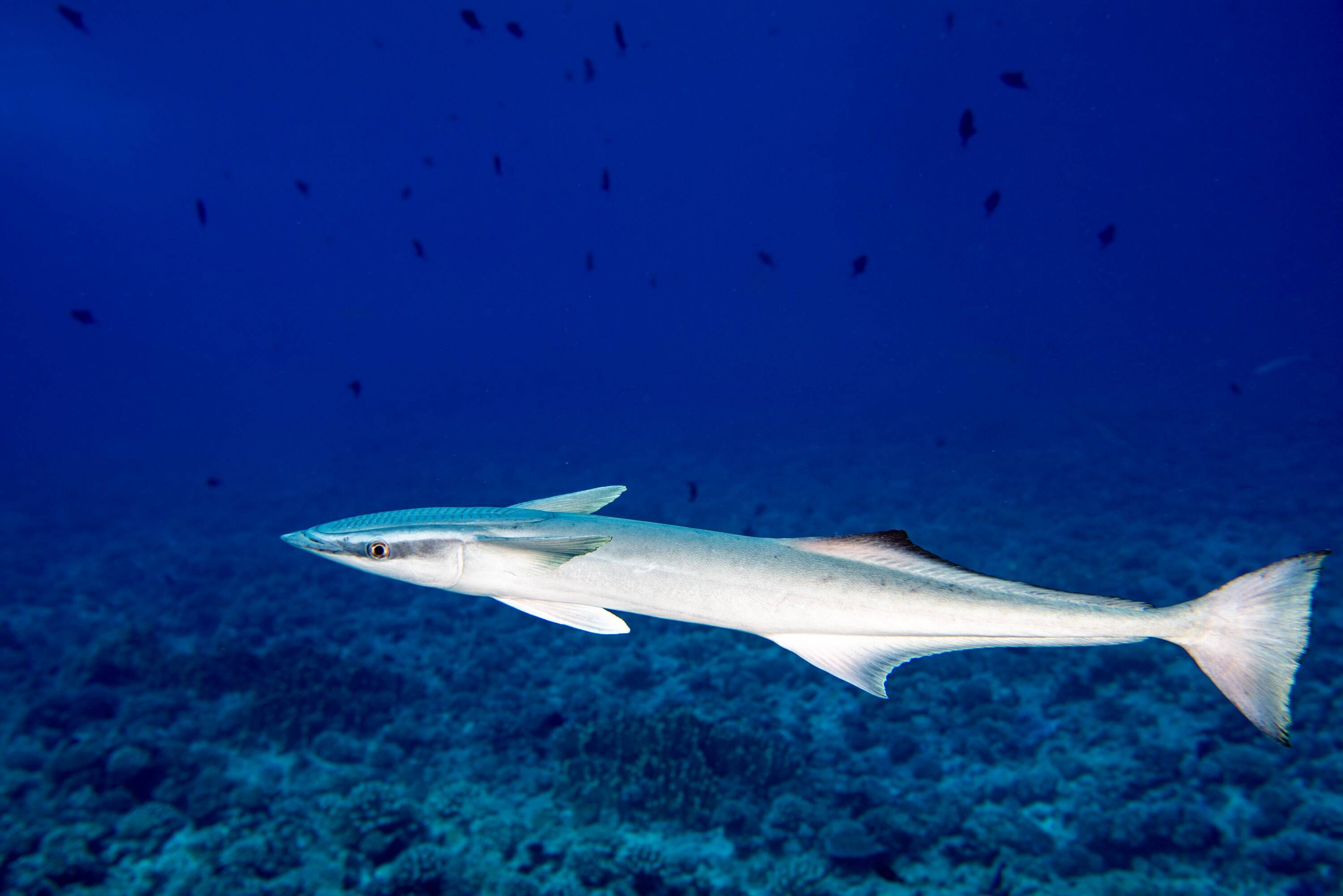 Remora (Echeneis naucrates) — espèce marine DUNE