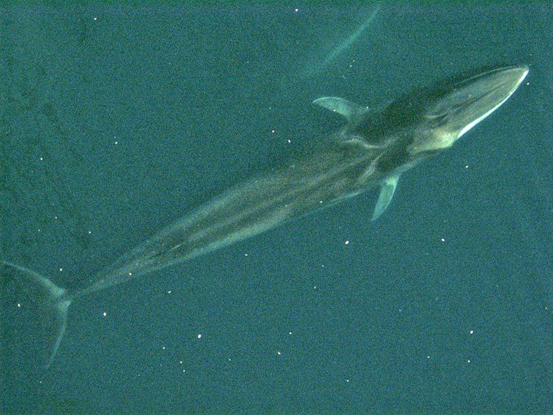 Rorqual commun (Balaenoptera physalus) — espèce marine DUNE