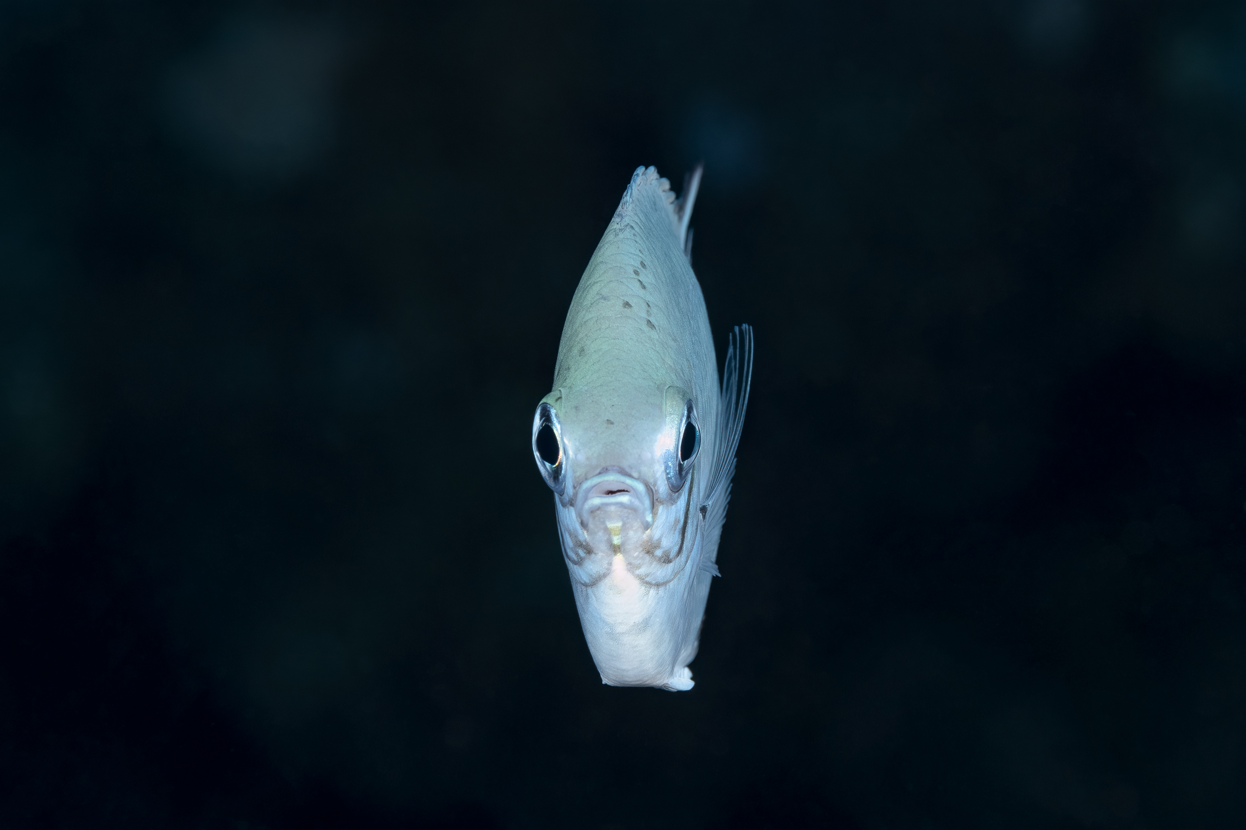 Daedalus Reef : le site le plus reculé de Mer Rouge
