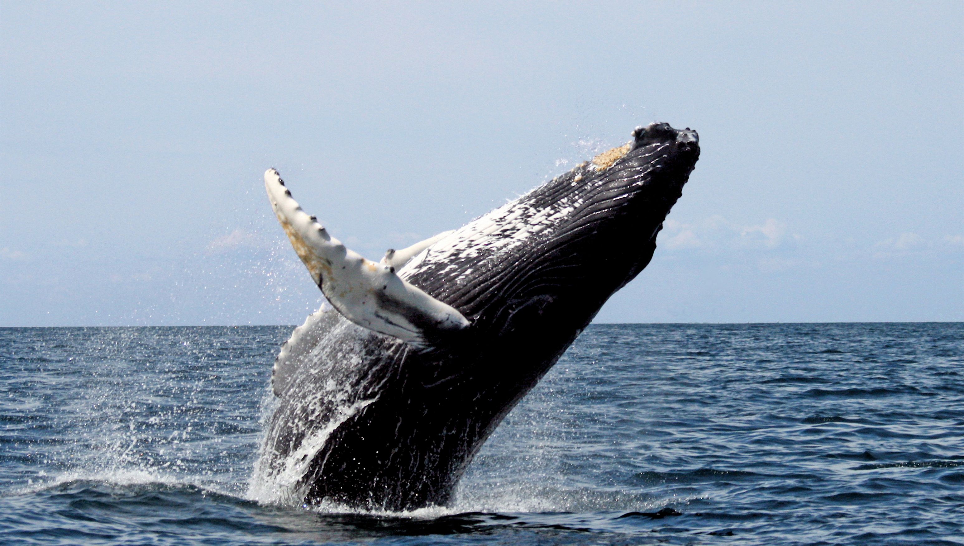 Humpback whale (Megaptera novaeangliae) — espèce similaire