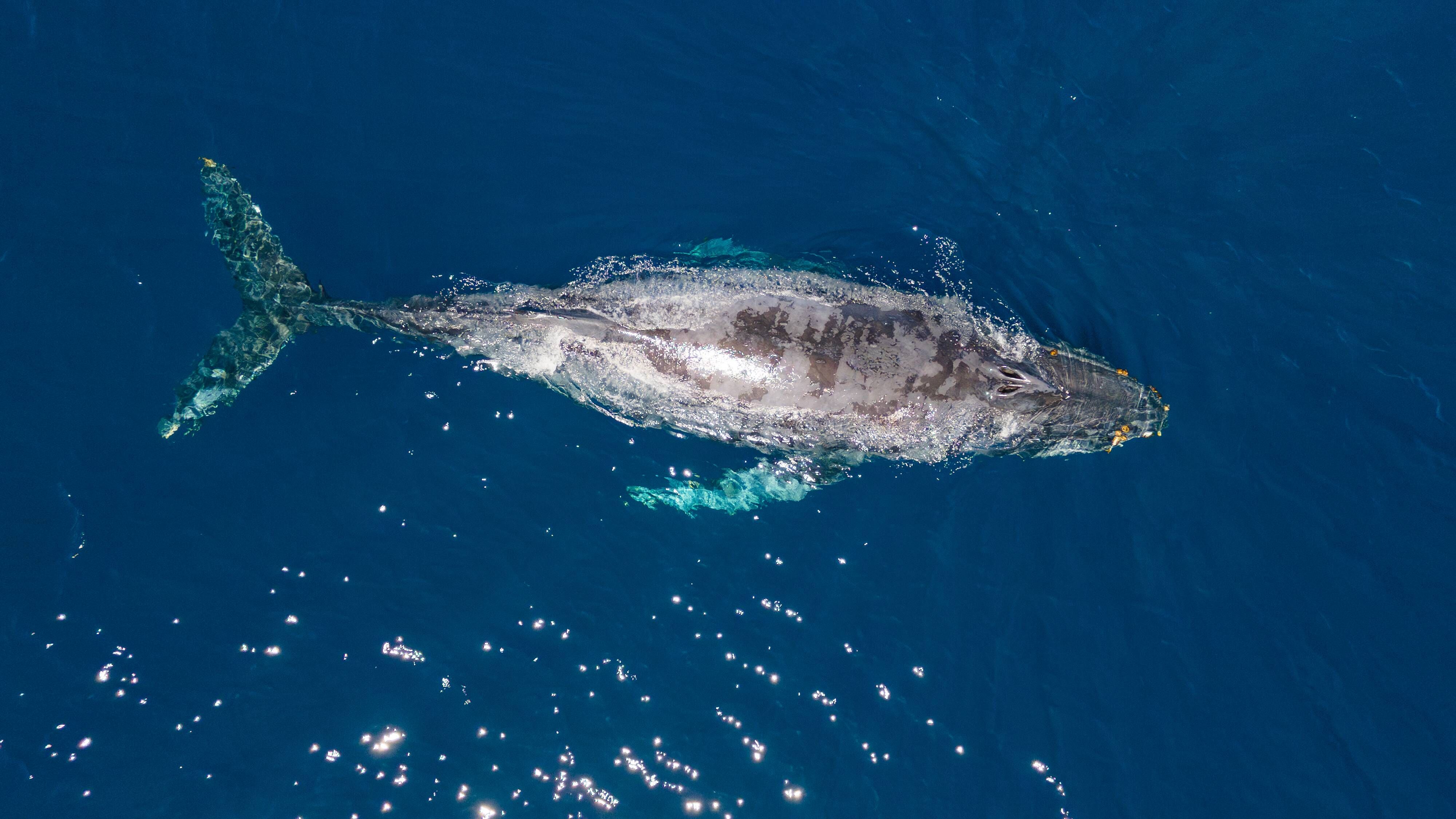 Gray whale (Eschrichtius robustus) — espèce marine DUNE