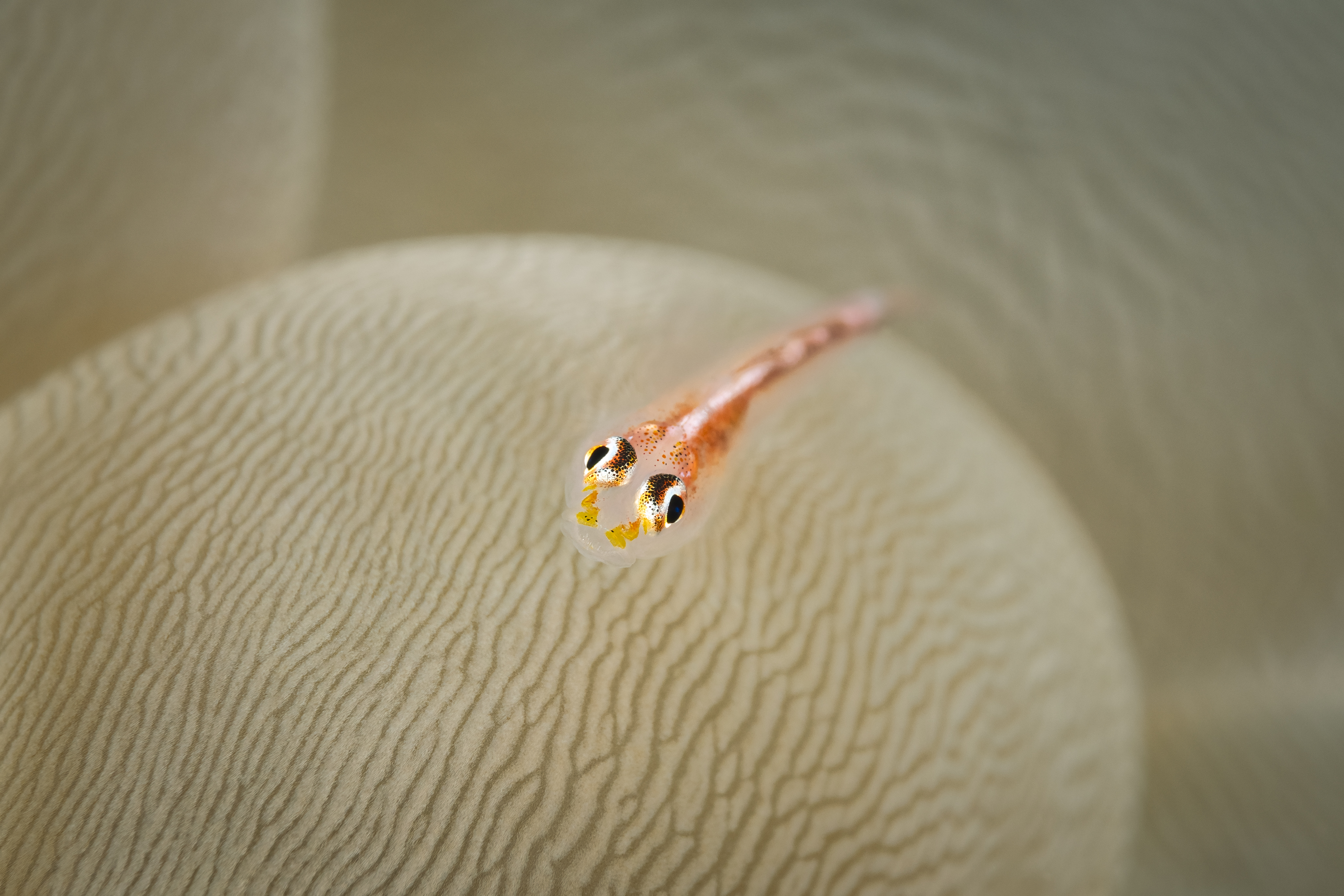Best Dive Sites in Raja Ampat