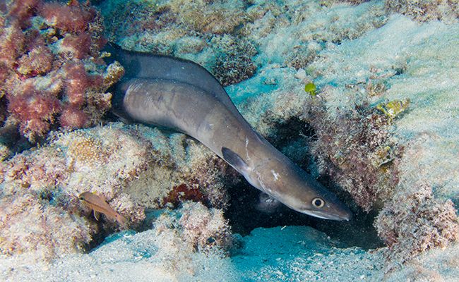 European conger (Conger conger) — espèce marine DUNE