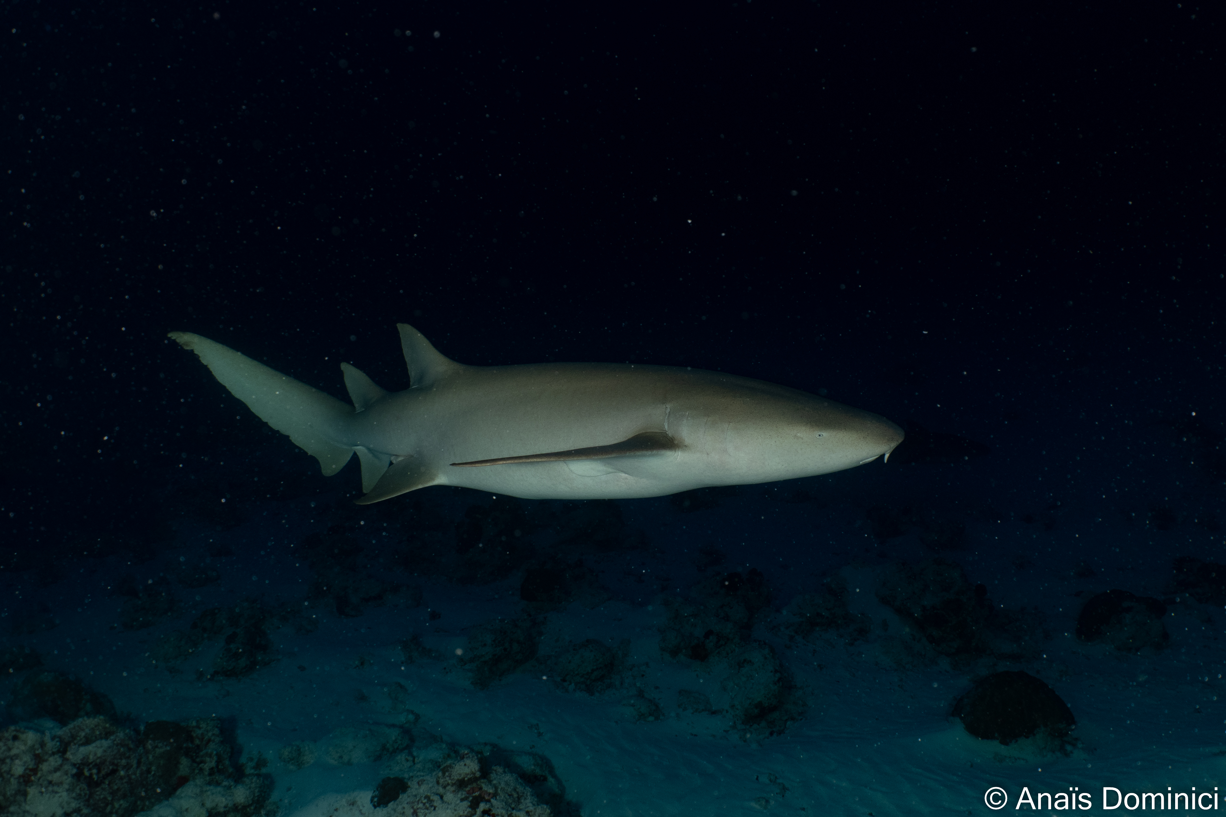 Conservation Diving in the Maldives