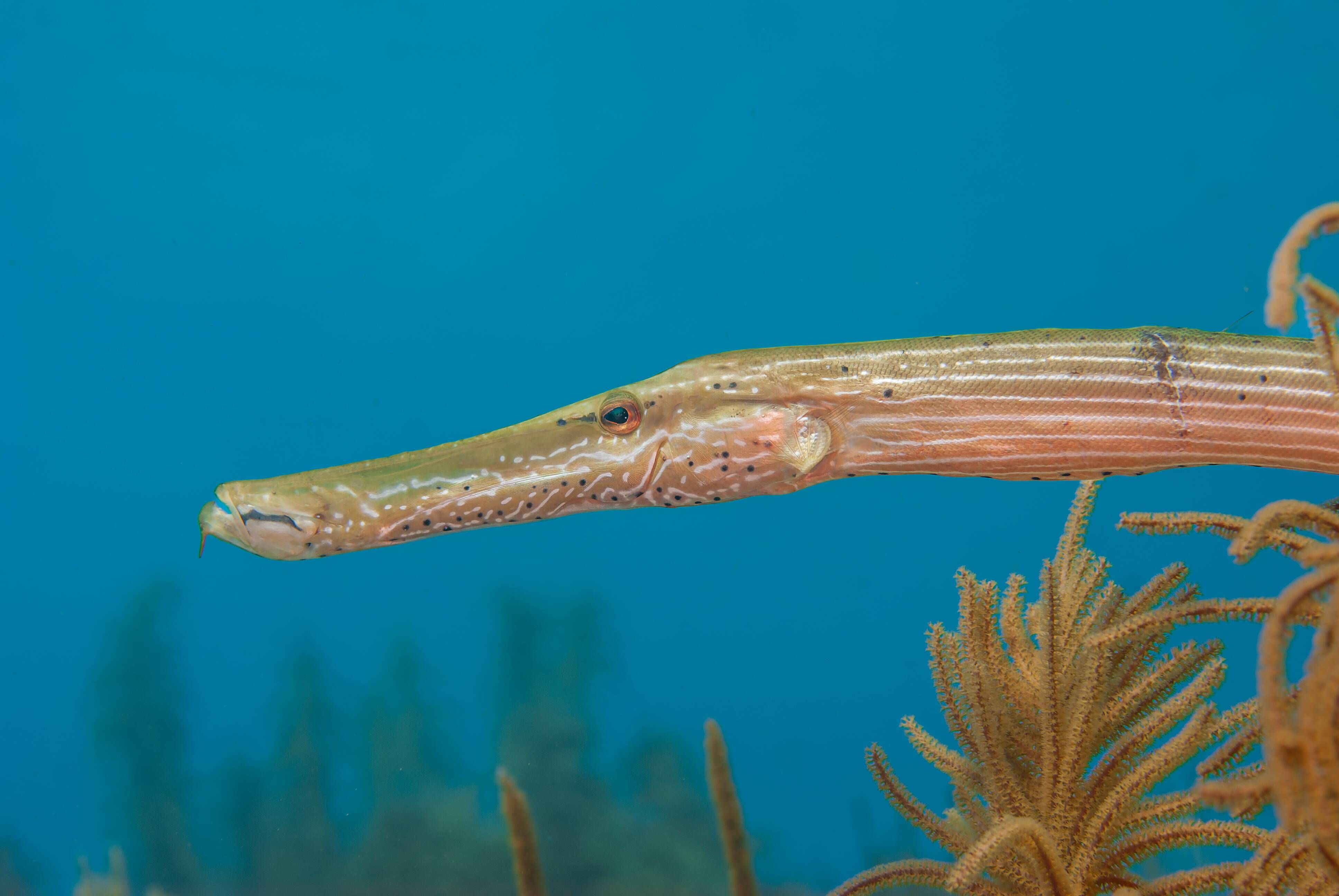 Silver Cornetfish (Fistularia tabacaria) — espèce marine DUNE