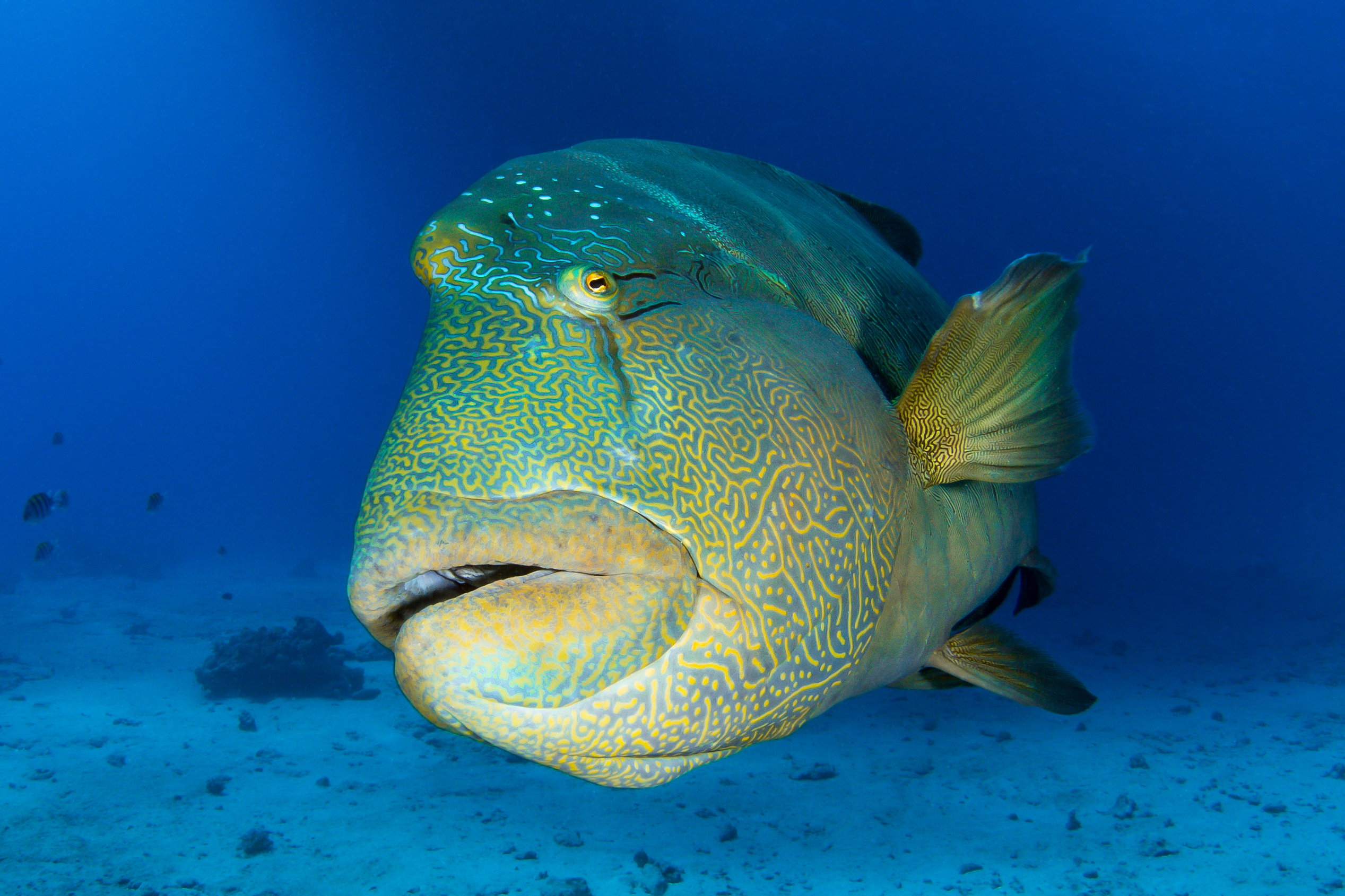 Daedalus Reef: Egypt's Most Remote and Wild Dive Site