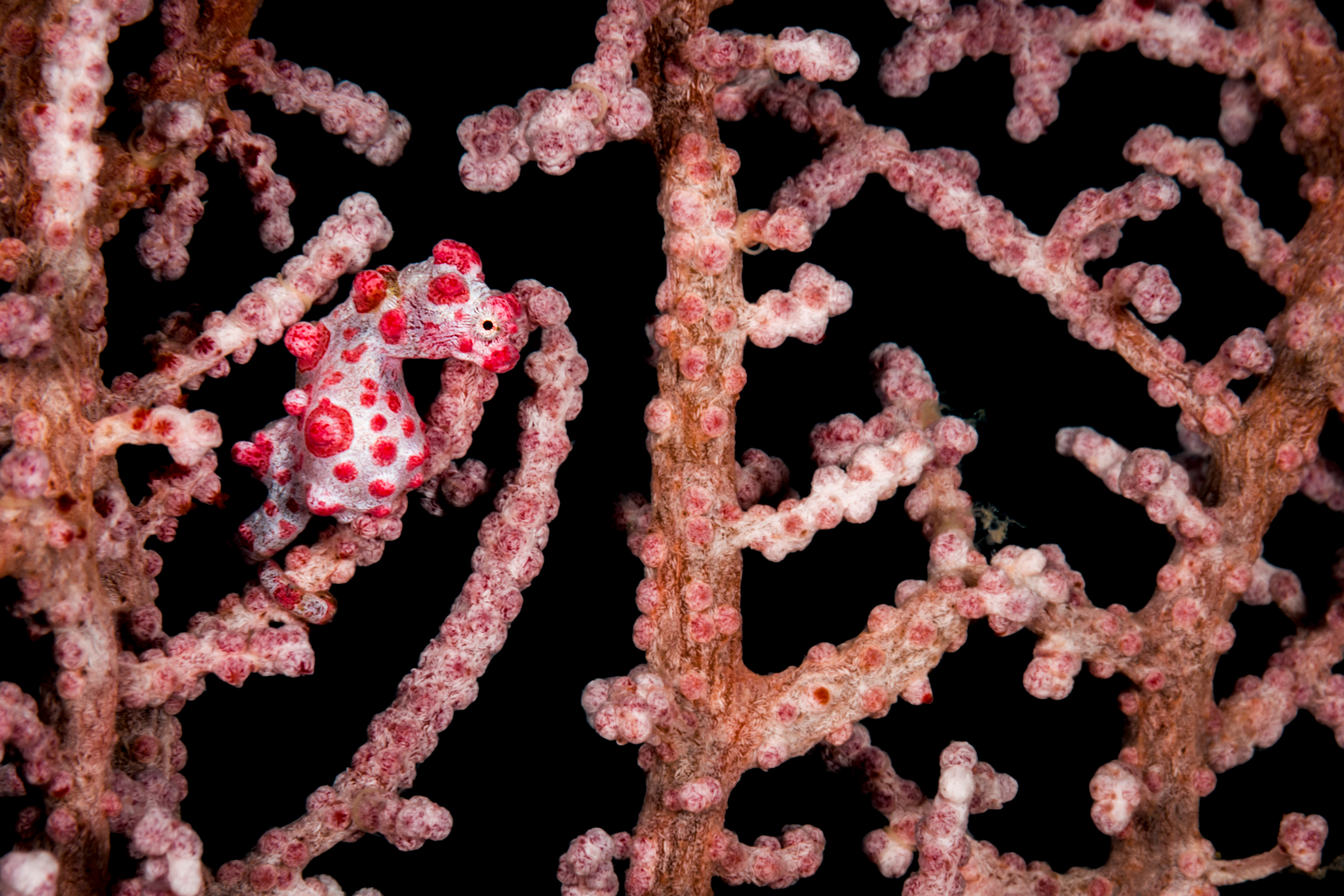 Diving Certification for Indonesia: What You Need