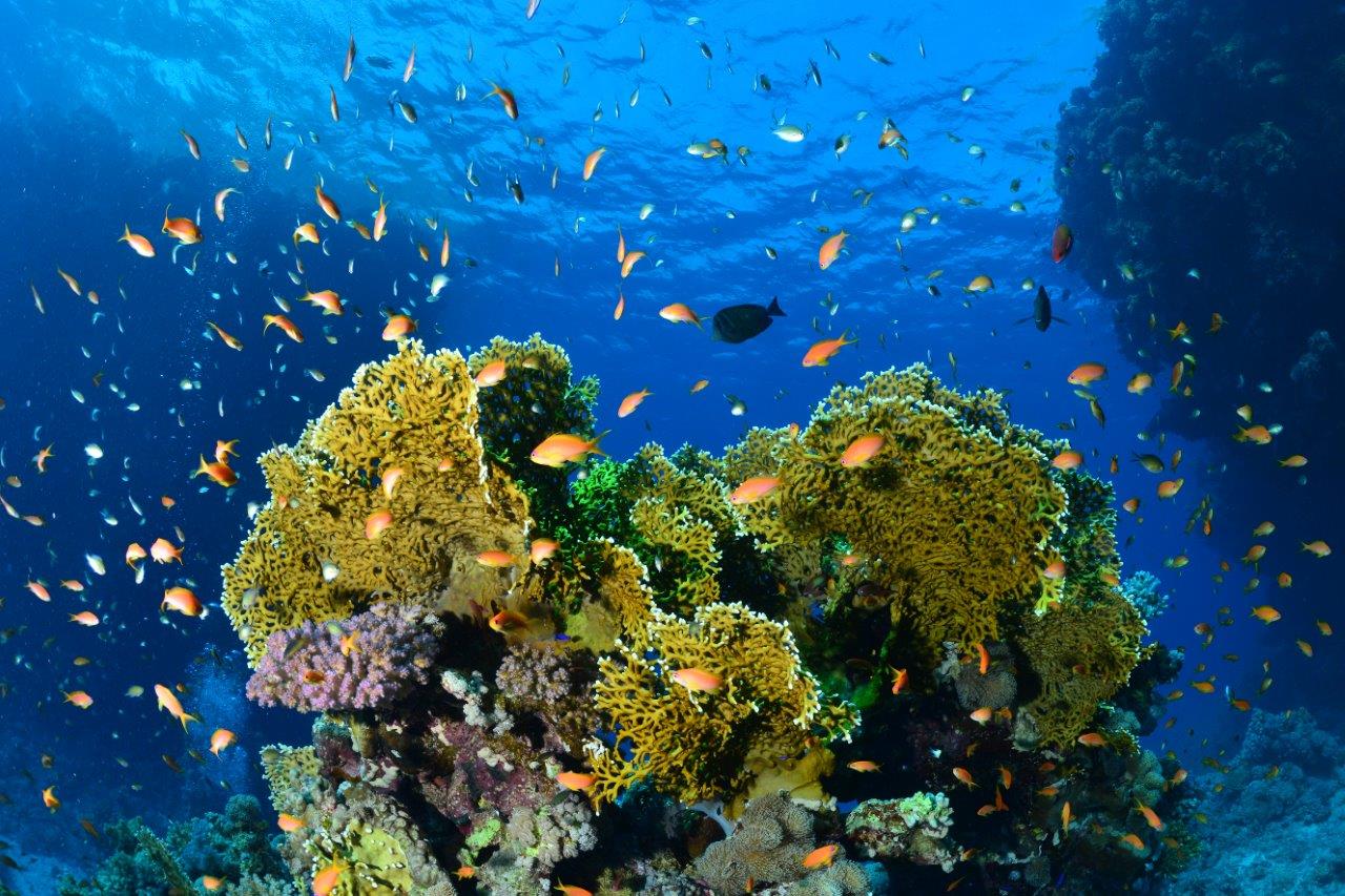 Elphinstone Reef: Oceanic Whitetip Shark Heaven in the Red Sea
