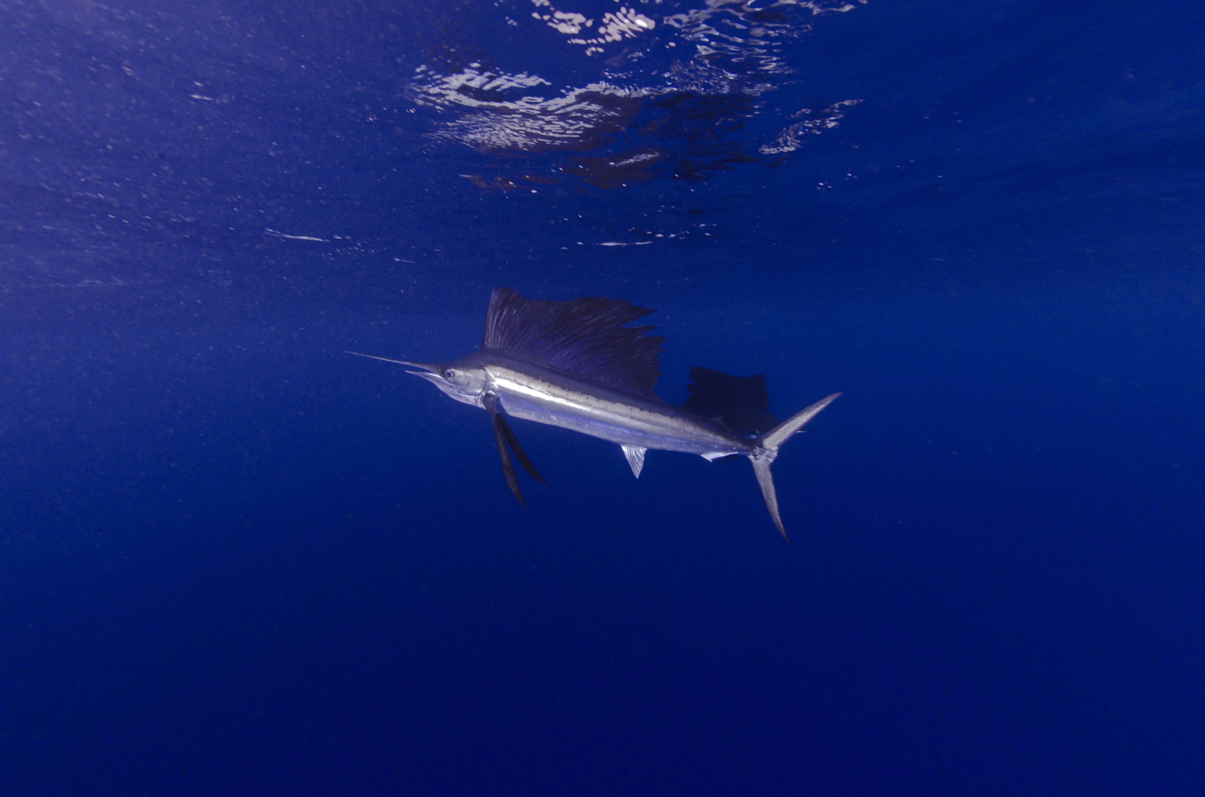 Sailfish (Istiophorus platypterus) — espèce marine DUNE
