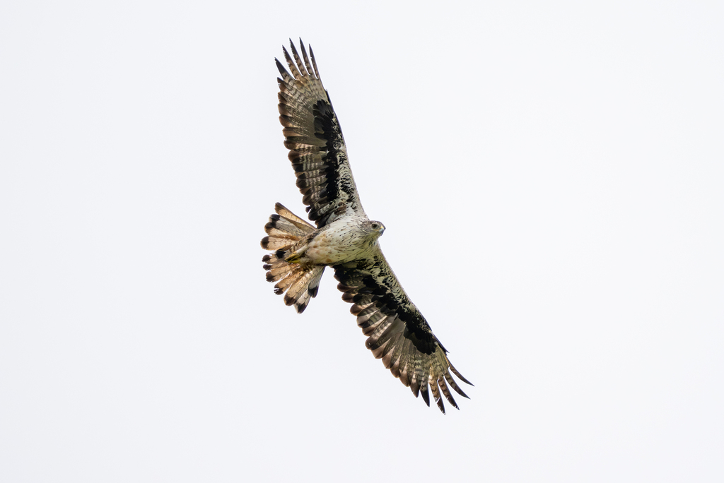 Bonelli's Eagle (Aquila fasciata) — espèce marine DUNE