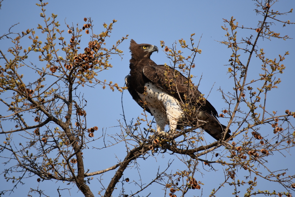 Martial Eagle (Polemaetus bellicosus) — espèce marine DUNE