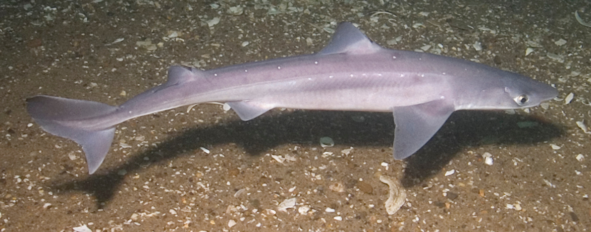 Common Dogfish (Squalus acanthias) — espèce marine DUNE