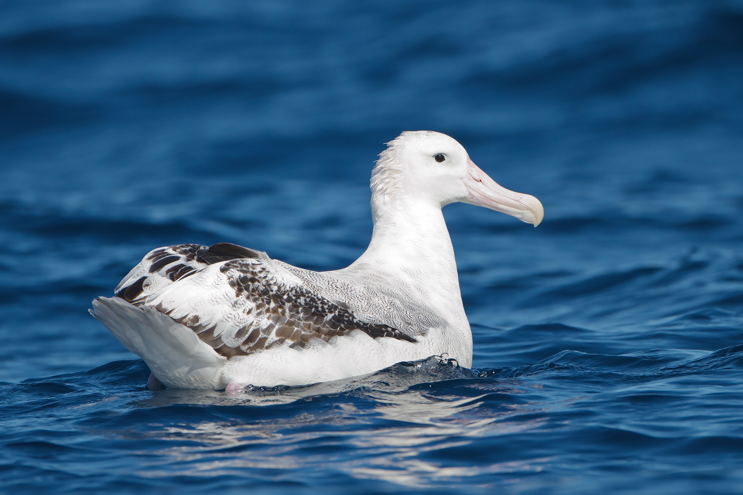 Screaming Albatross (Diomedea exulans) — espèce marine DUNE