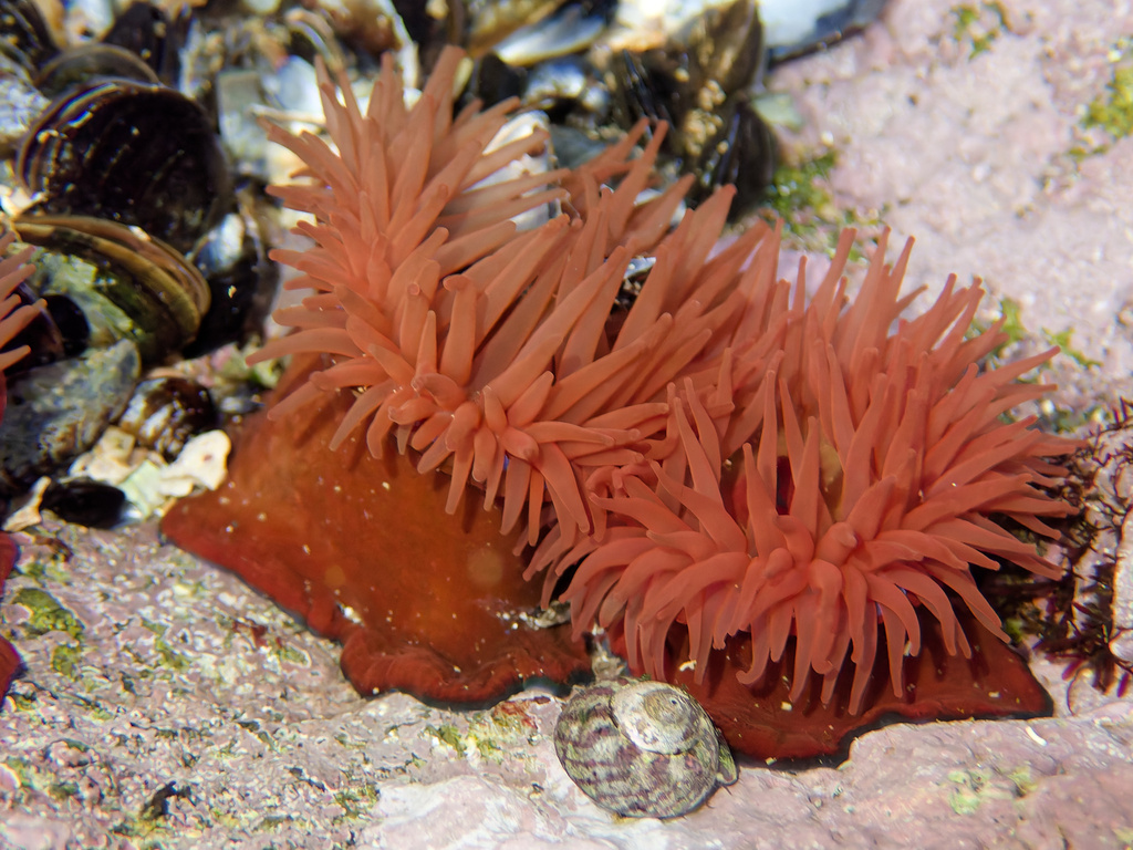 Tomato anemone (Actinia equinal) — espèce marine DUNE