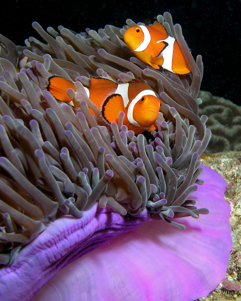 Giant anemone (Heteractis magnifica) — espèce marine DUNE