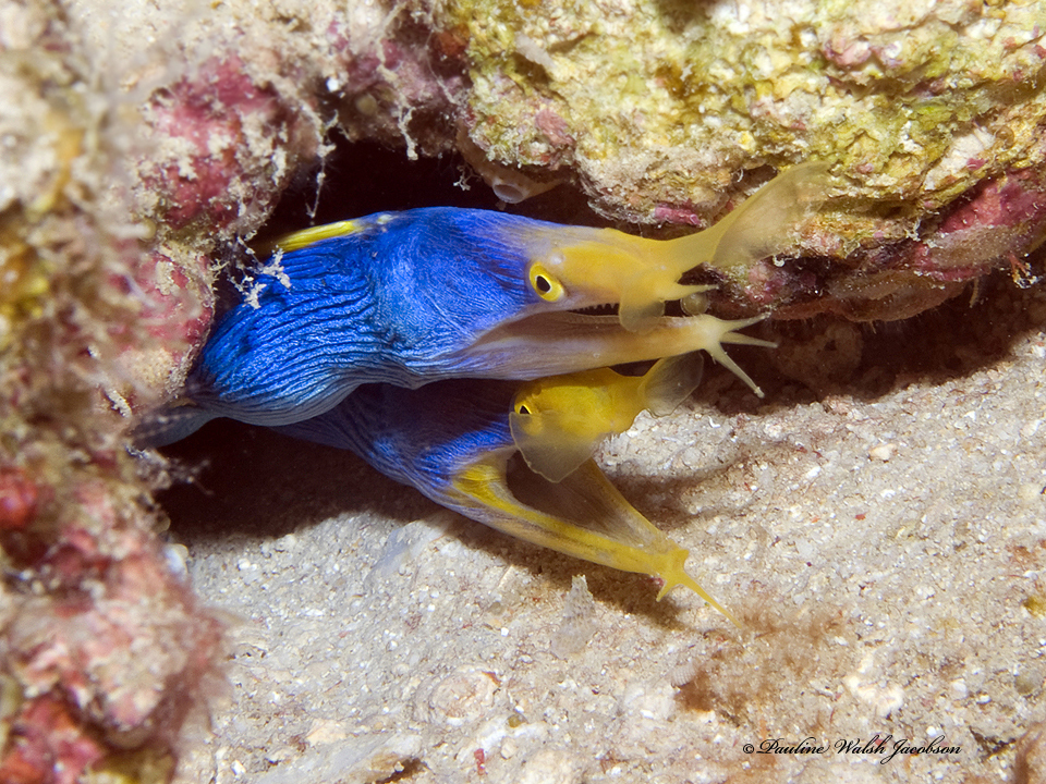Blue ribbon eel (Rhinomuraena quaesita) — espèce marine DUNE