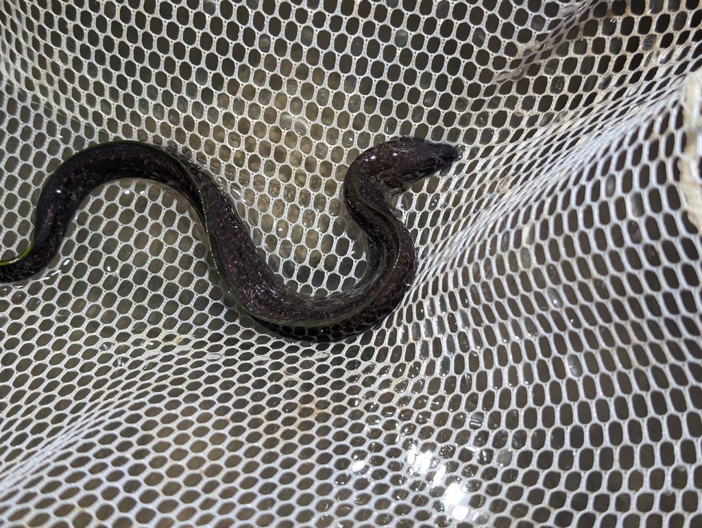 Anguille verte des récifs (Gymnothorax flavimarginatus) — espèce similaire