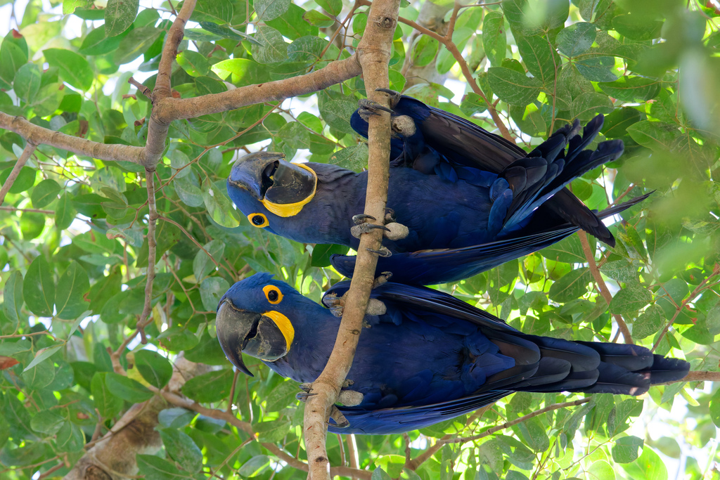 Hyacinth Macaw (Anodorhynchus hyacinthinus) — espèce marine DUNE