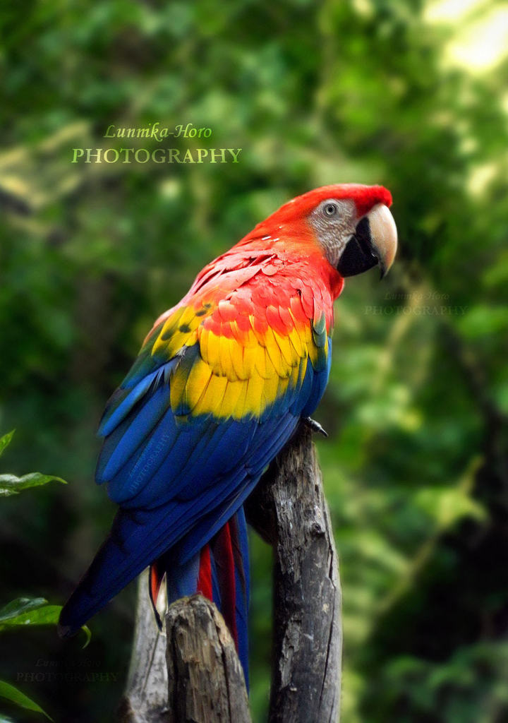 Scarlet Macaw (Ara macao) — espèce marine DUNE