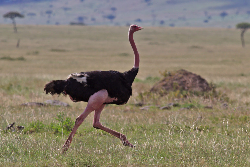 Ostrich (Struthio camelus) — espèce marine DUNE