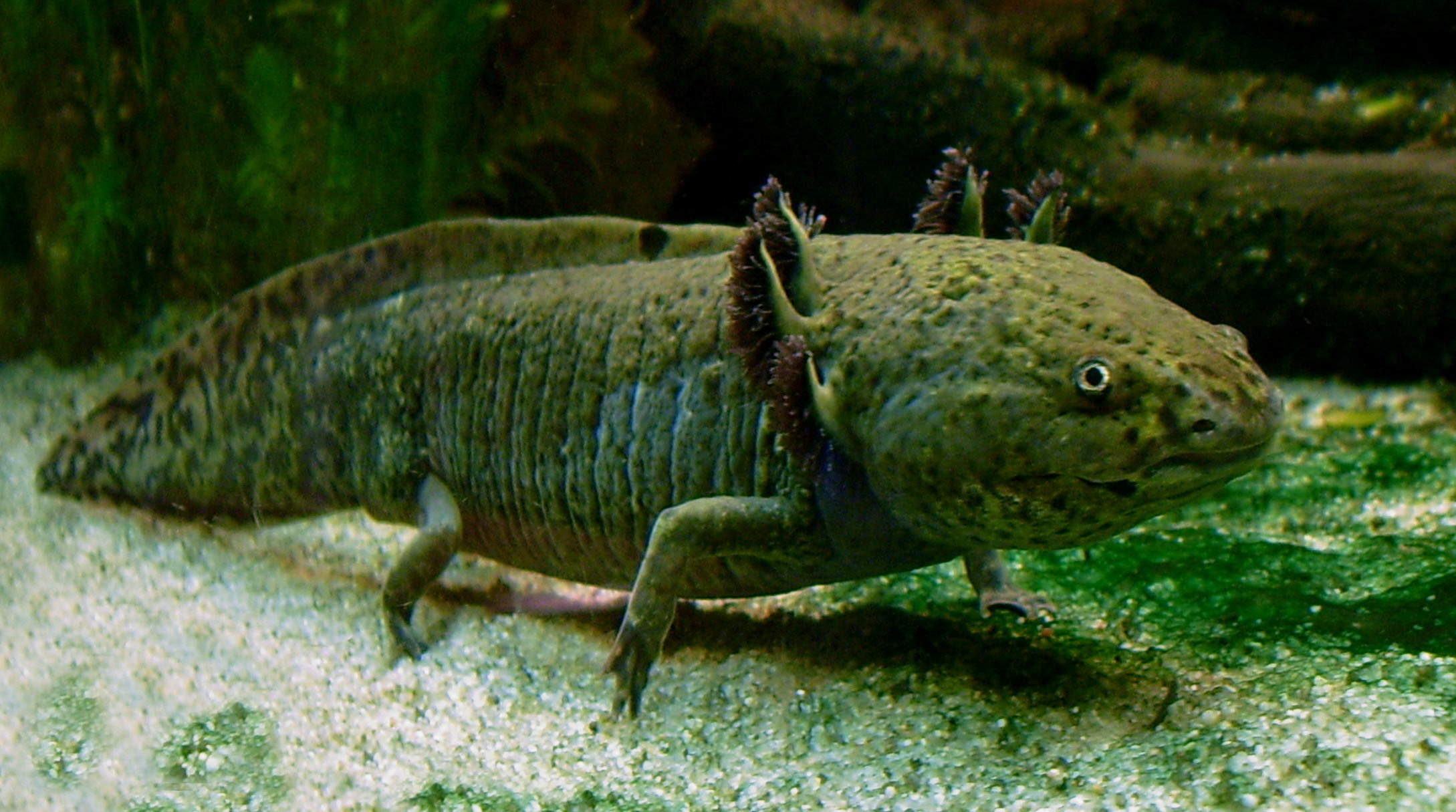Axolotl (Ambystoma mexicanum) — espèce marine DUNE