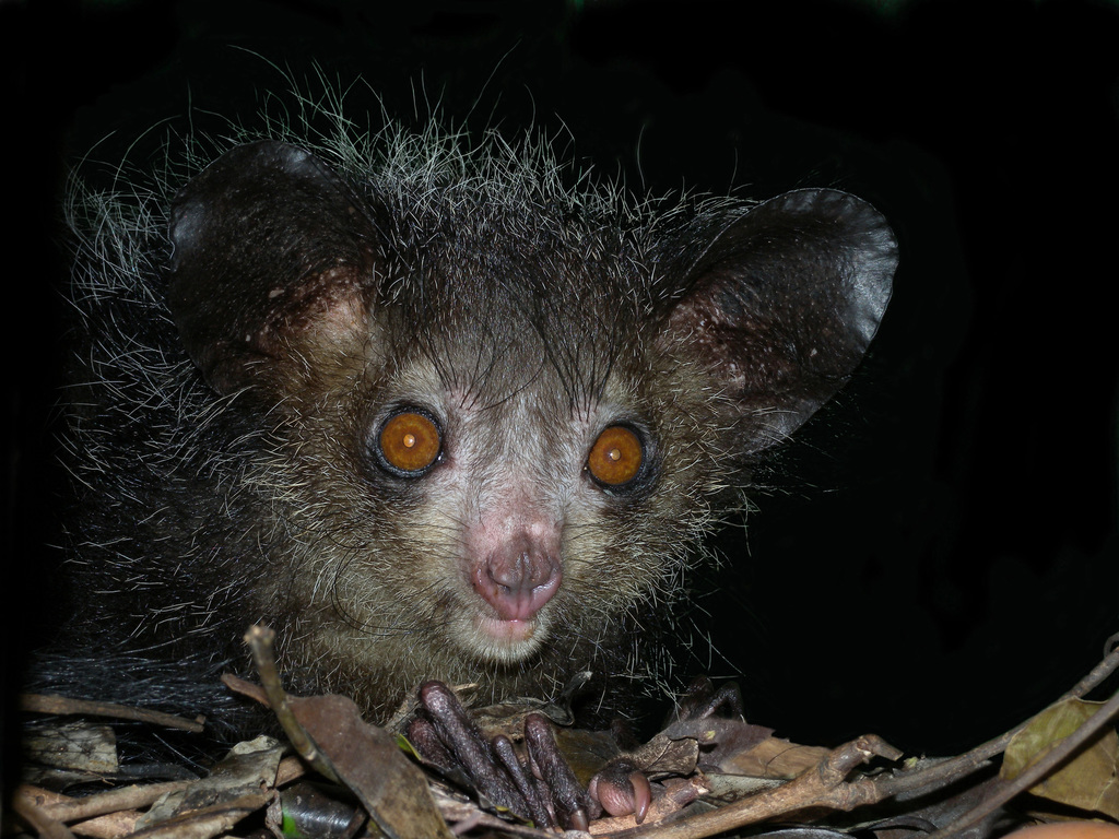 Aye-aye (Daubentonia madagascariensis) — espèce similaire