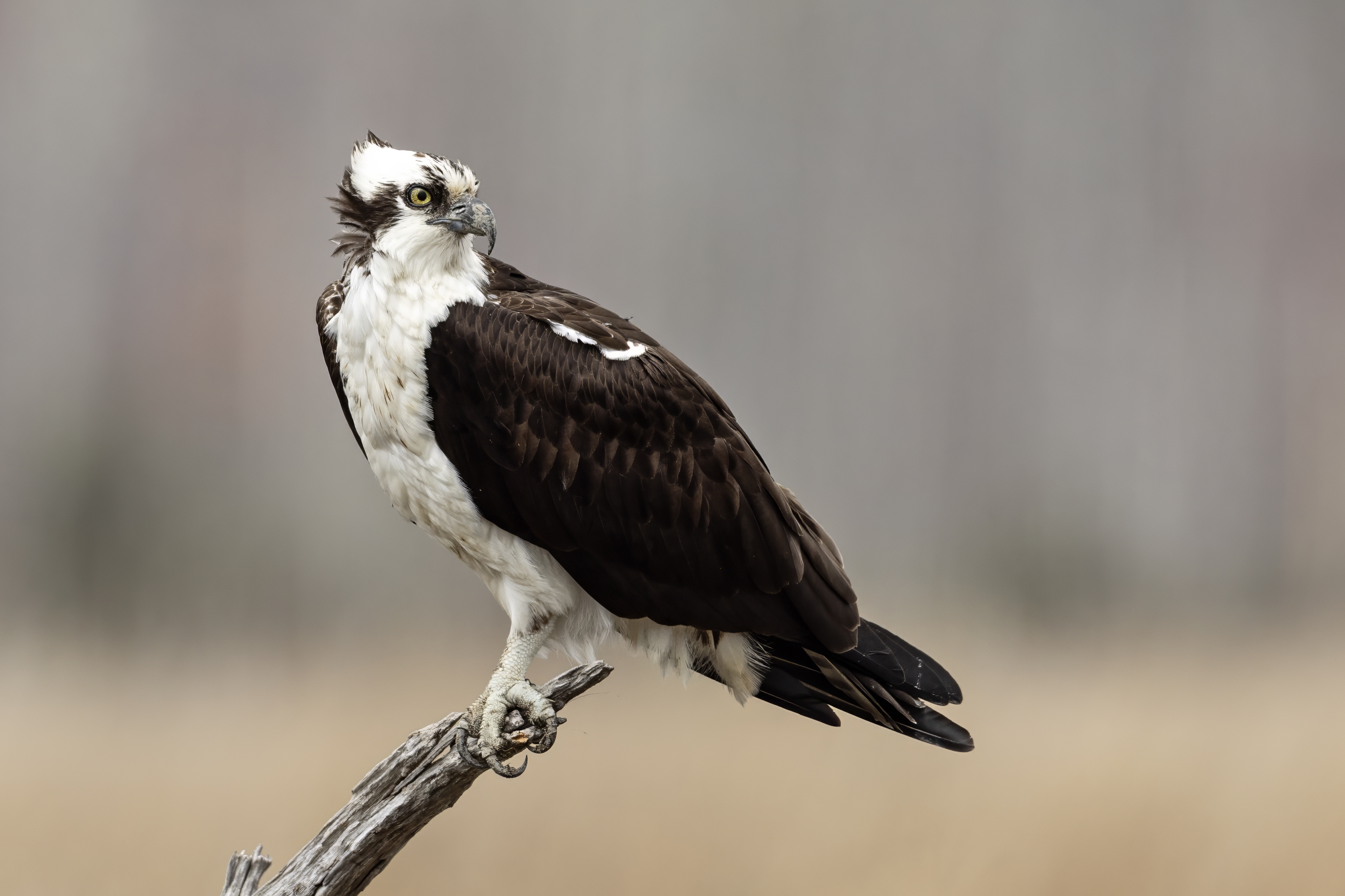 Balbuzard pêcheur (Pandion haliaetus) — espèce similaire