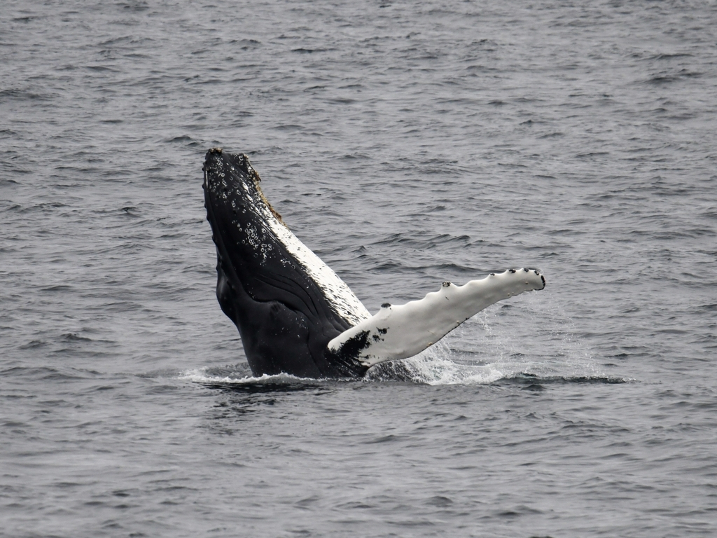Baleine à bosse (Megaptera novaeangliae) — espèce marine DUNE