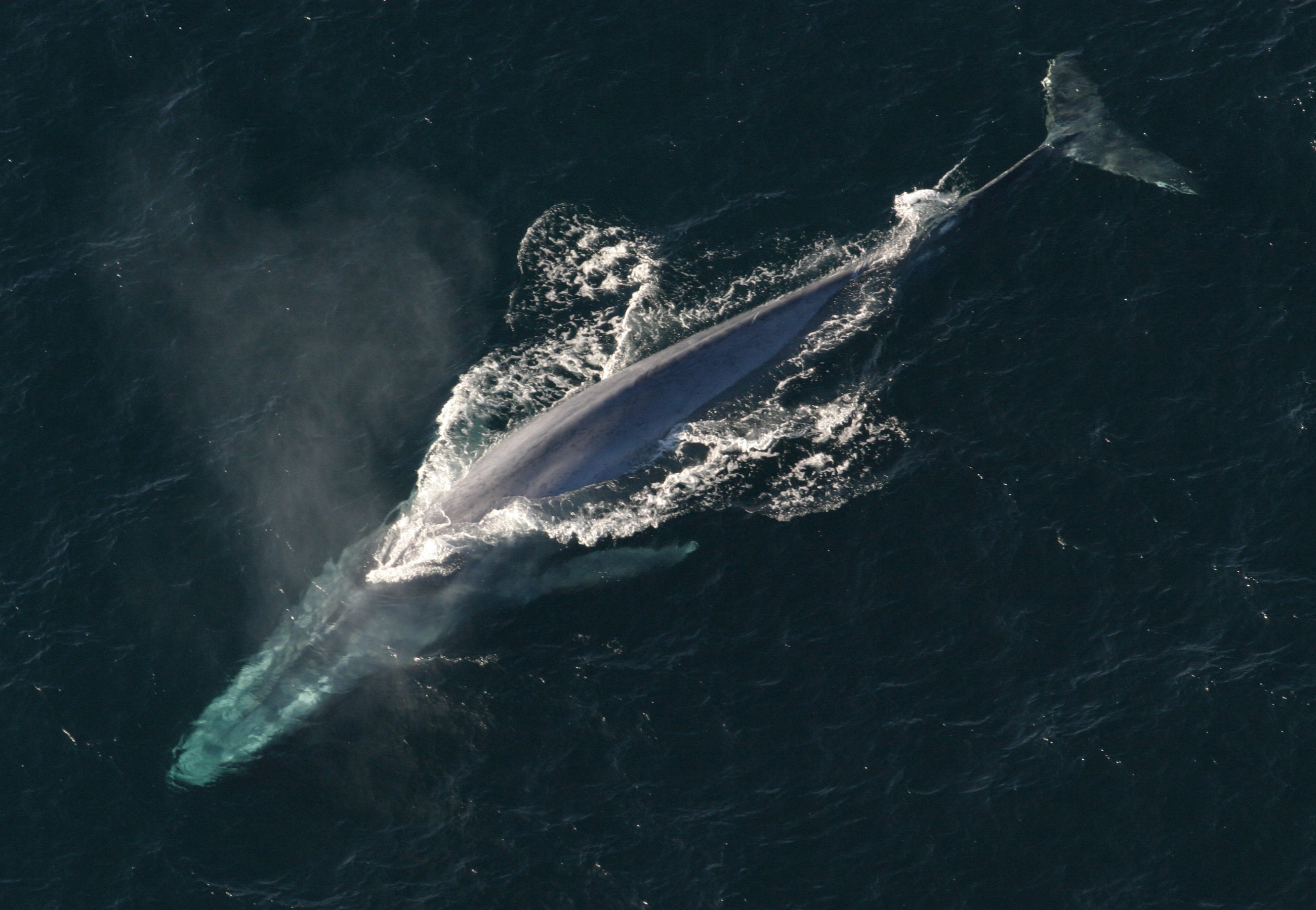 Blue whale (Balaenoptera musculus) — espèce marine DUNE