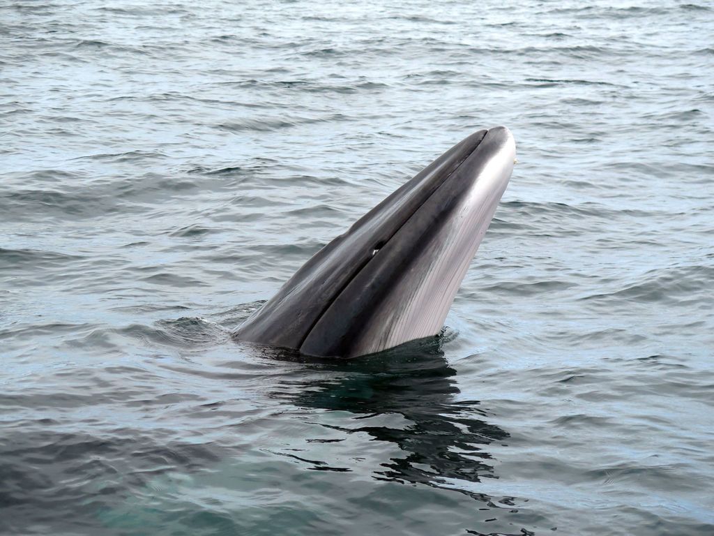 Baleine de Minke (Balaenoptera acutorostrata) — espèce similaire