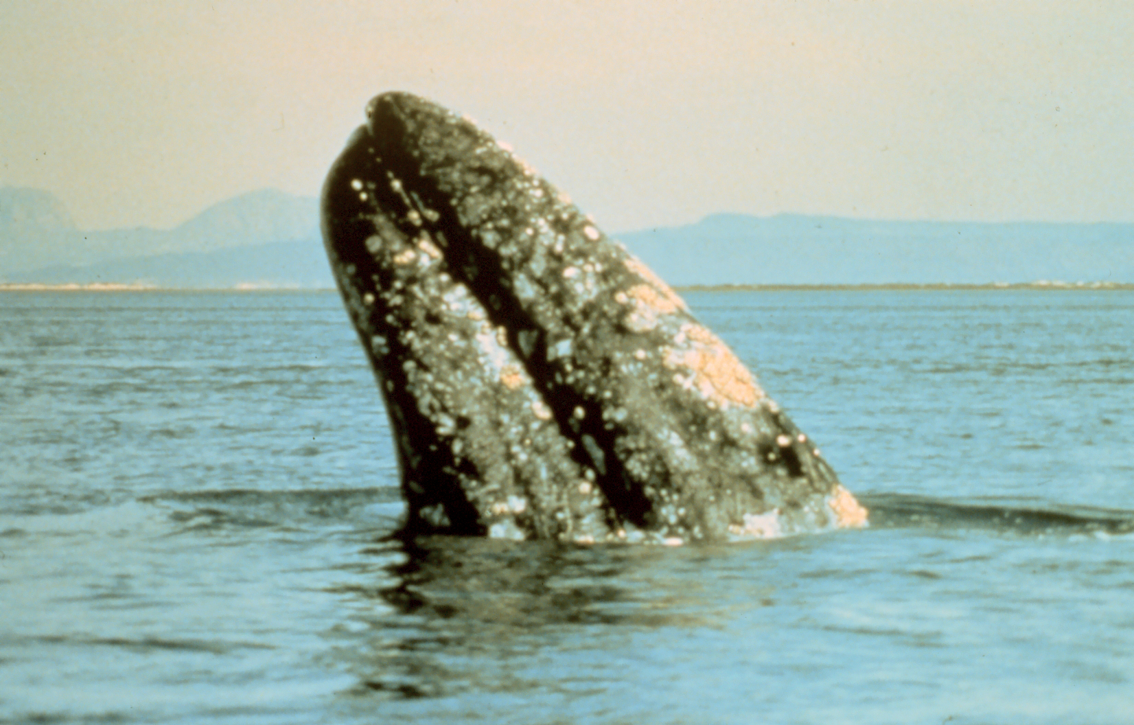 Gray Whale (Eschrichtius robustus) — espèce marine DUNE