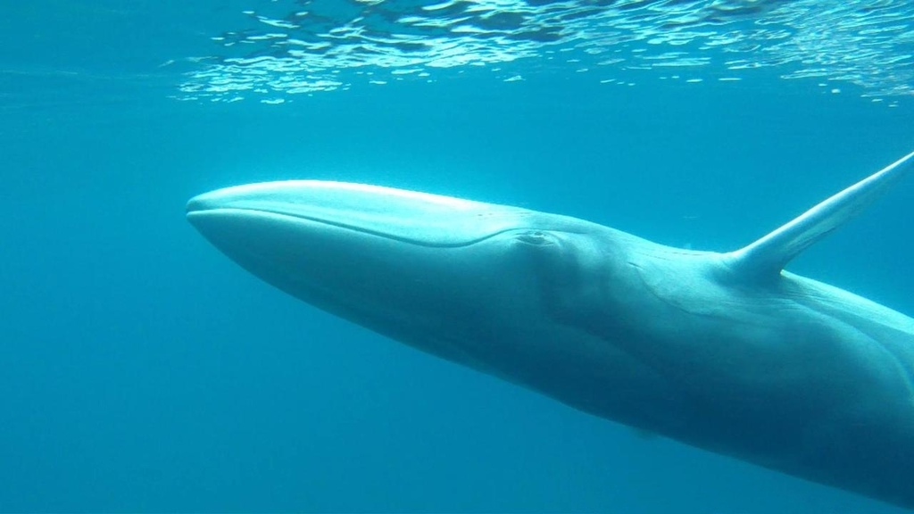 Omura's whale (Balaenoptera omurai) — espèce marine DUNE