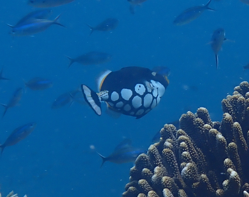 Baliste clown (Balistoides conspicillum) — espèce similaire