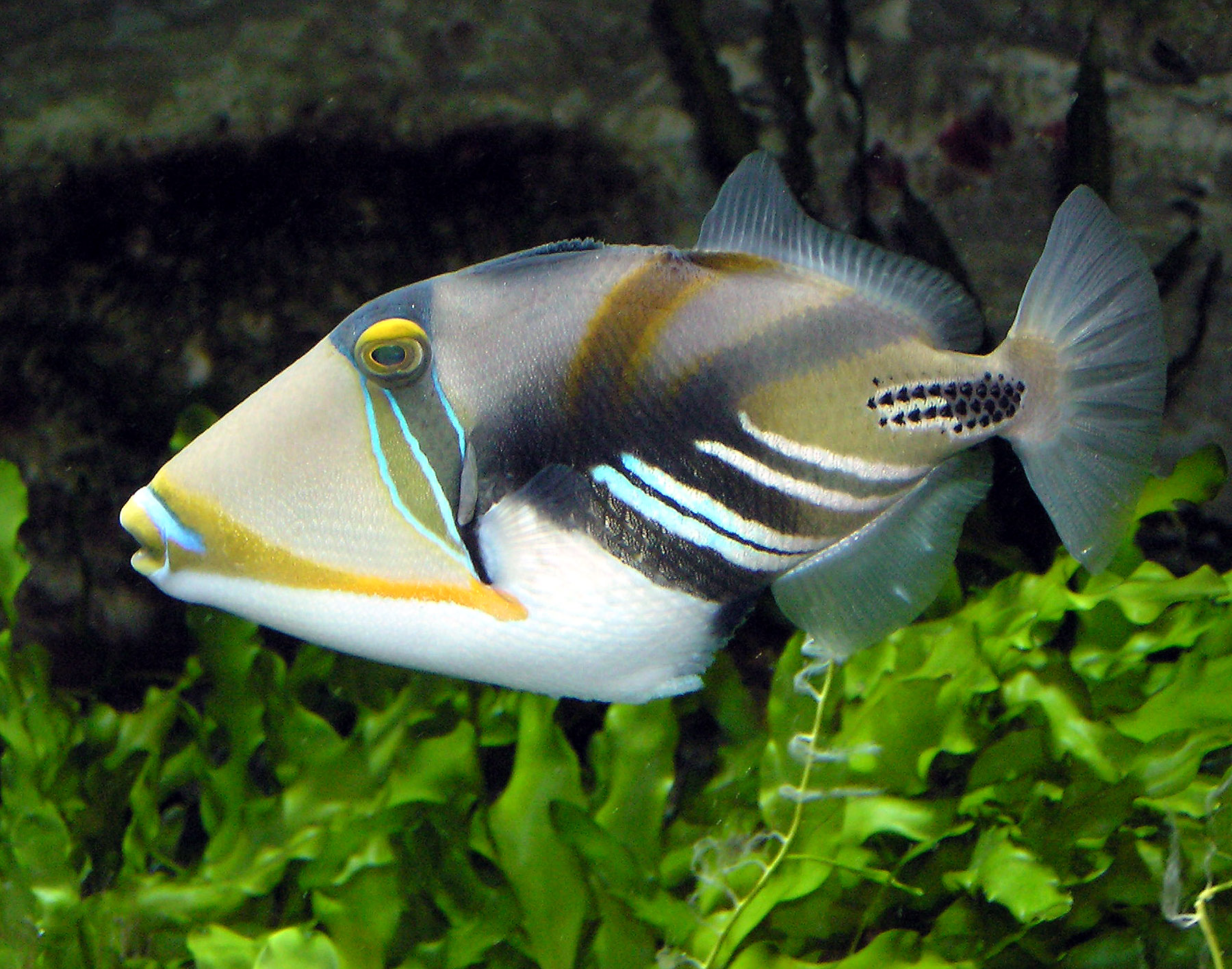 Picasso Clownfish (Rhinecanthus aculeatus) — espèce marine DUNE