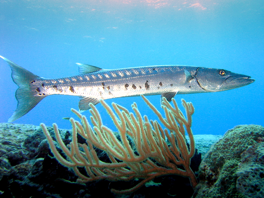 Barracuda (Sphyraena barracuda) — espèce marine DUNE