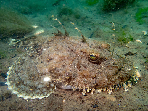 Anglerfish (Lophius piscatorius) — espèce marine DUNE