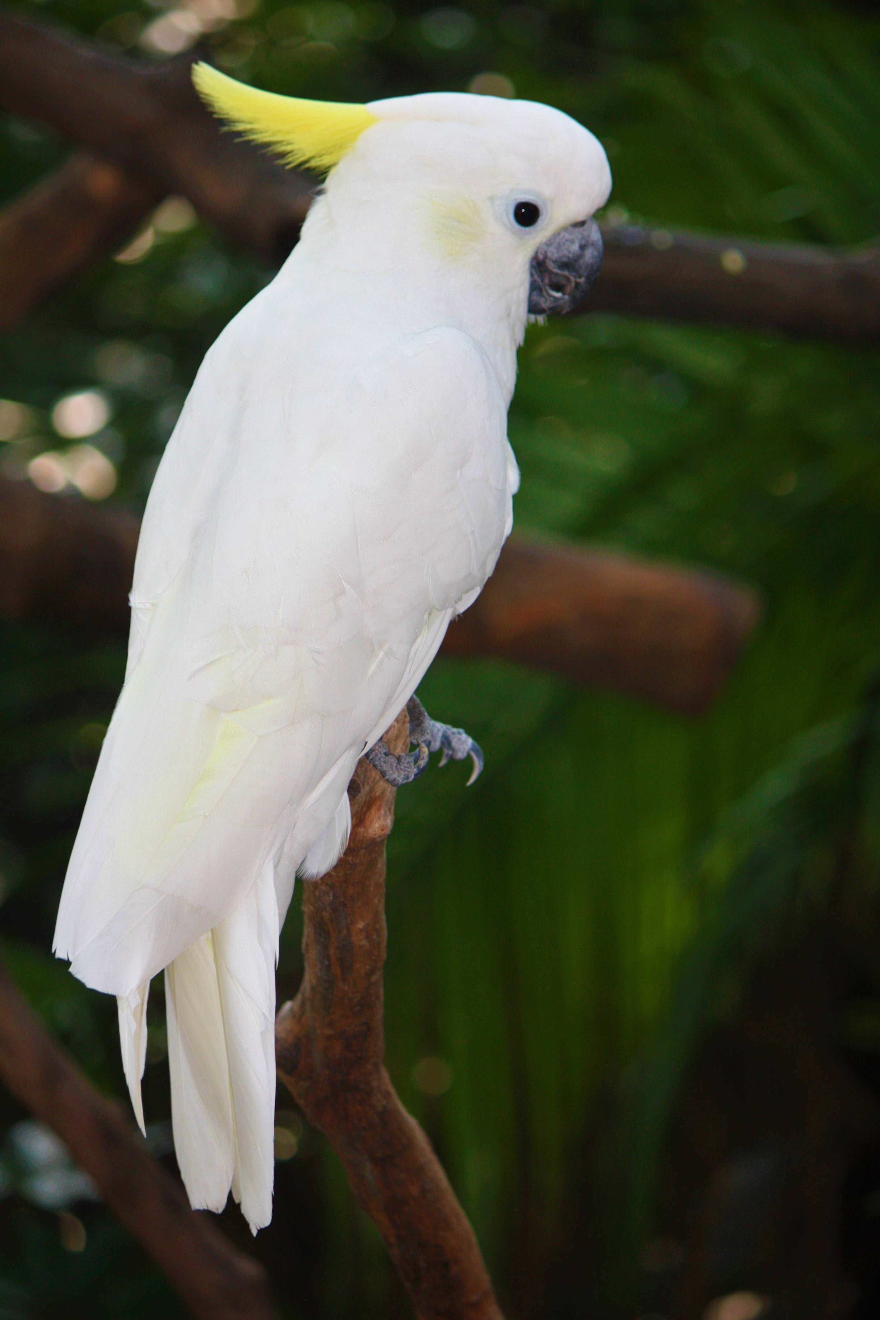 Yellow-crested Cockatoo (Cacatua sulphurea) — espèce marine DUNE
