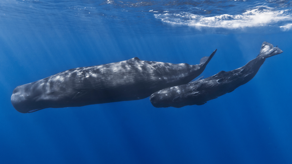 Humpback whale (Physeter macrocephalus) — espèce marine DUNE