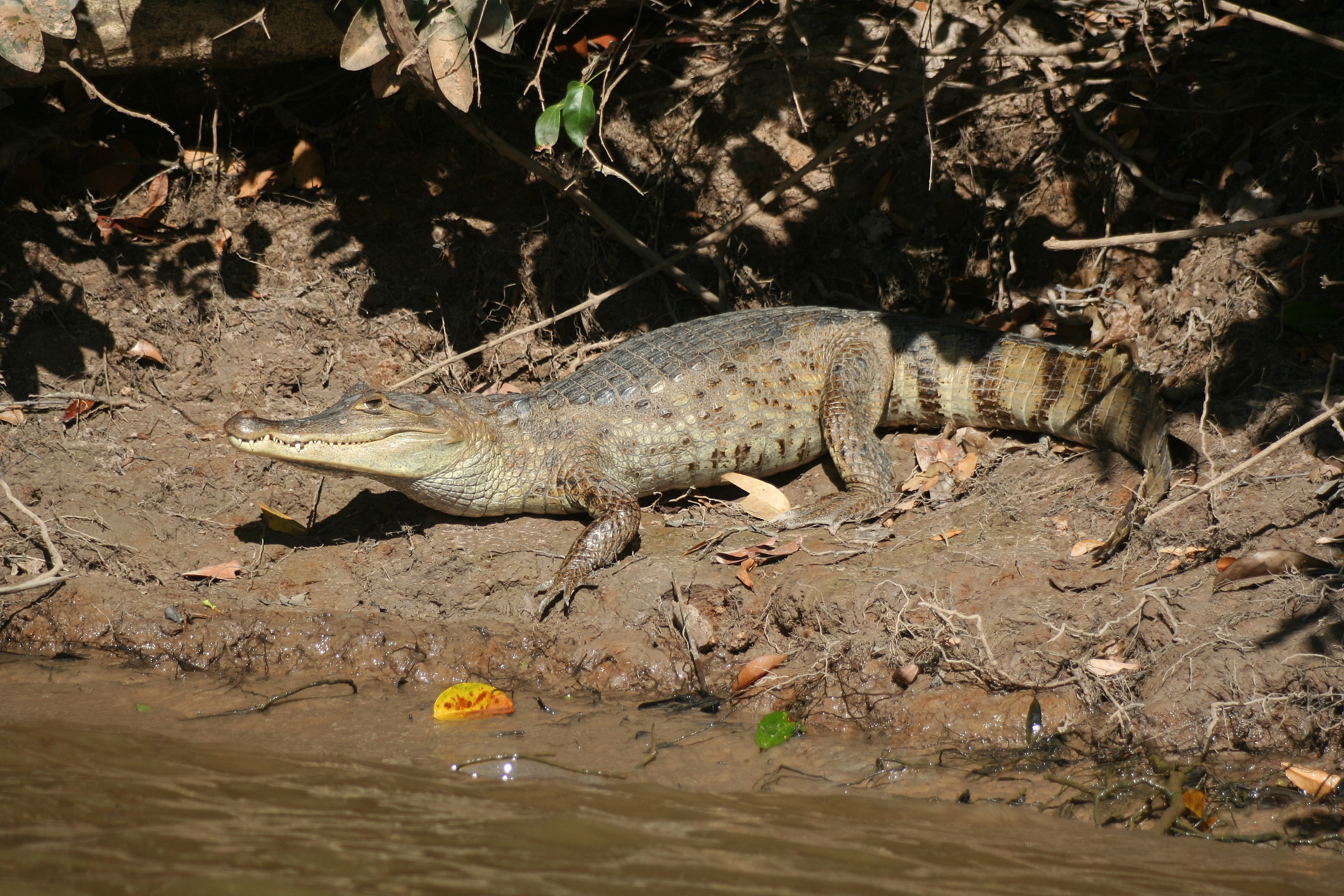 Spectacled Caiman (Caiman crocodilus) — espèce similaire