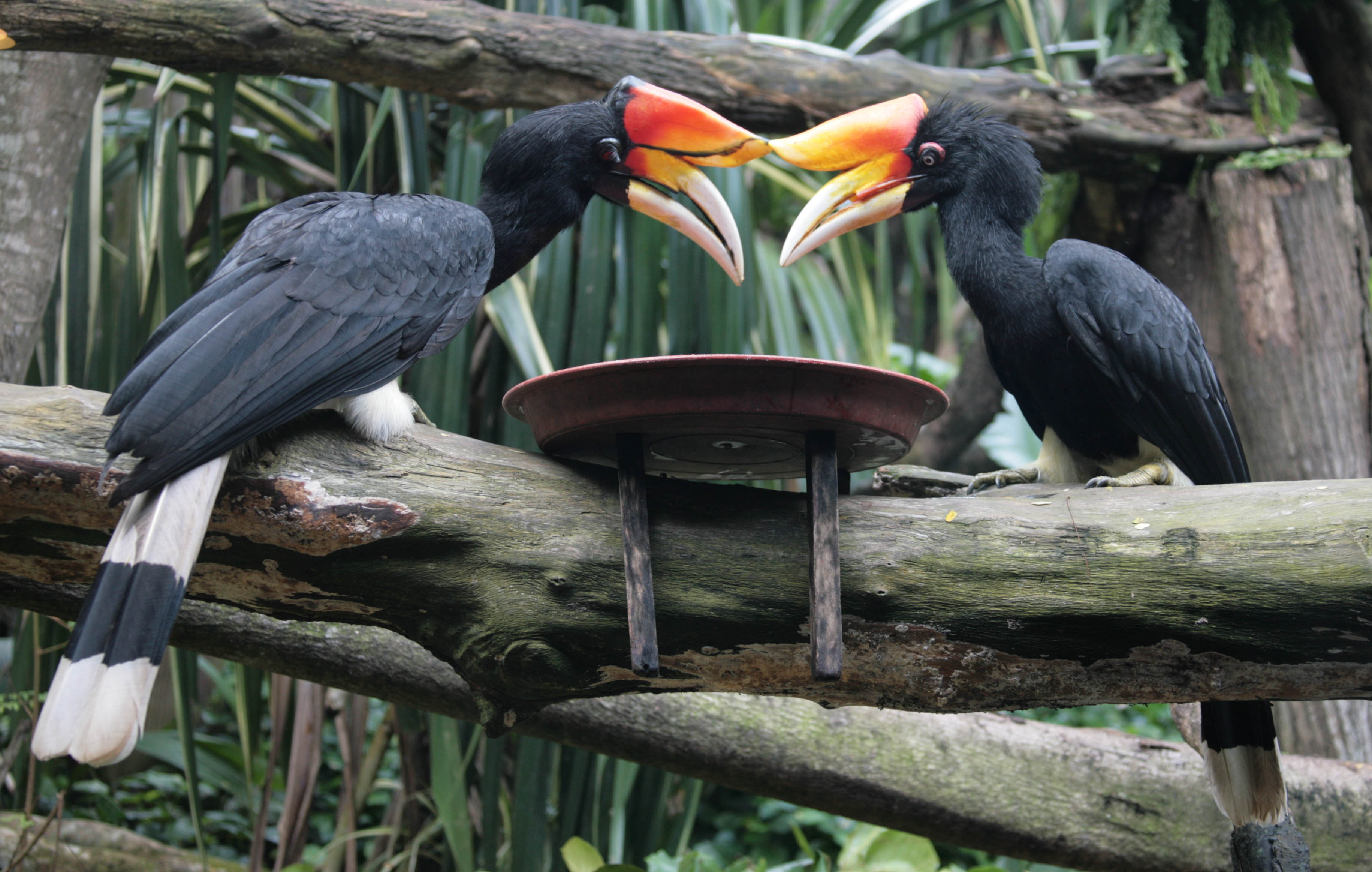 Rhinoceros Hornbill (Buceros rhinoceros) — espèce marine DUNE