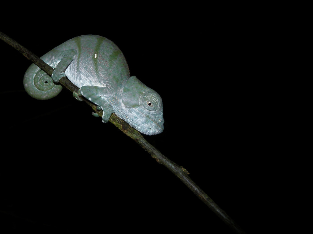 Cameleon de Parson (Calumma parsonii) — espèce similaire