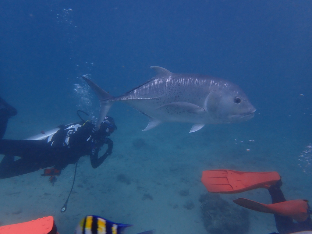 Lowfin Carangid (Caranx ignobilis) — espèce marine DUNE