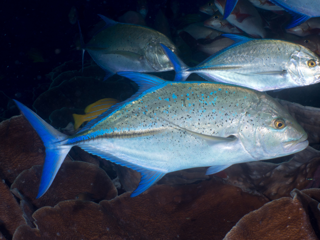 Blue trevally (Caranx melampygus) — espèce marine DUNE