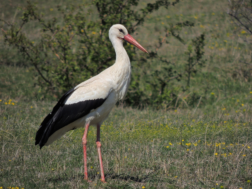 White Stork (Ciconia ciconia) — espèce marine DUNE
