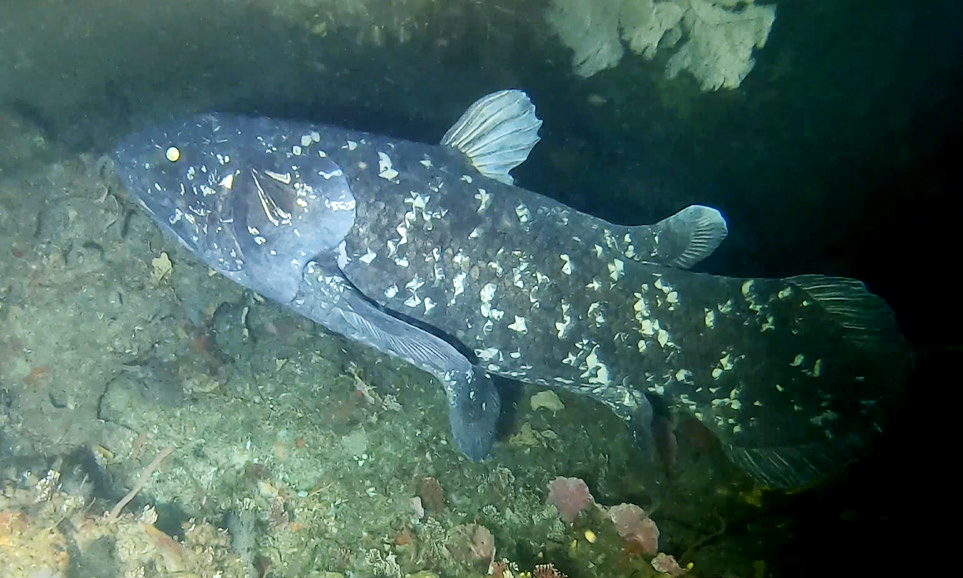 Coelacanth (Latimeria chalumnae) — espèce marine DUNE