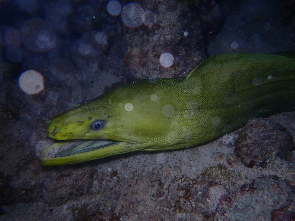 European conger (Conger conger) — espèce marine DUNE