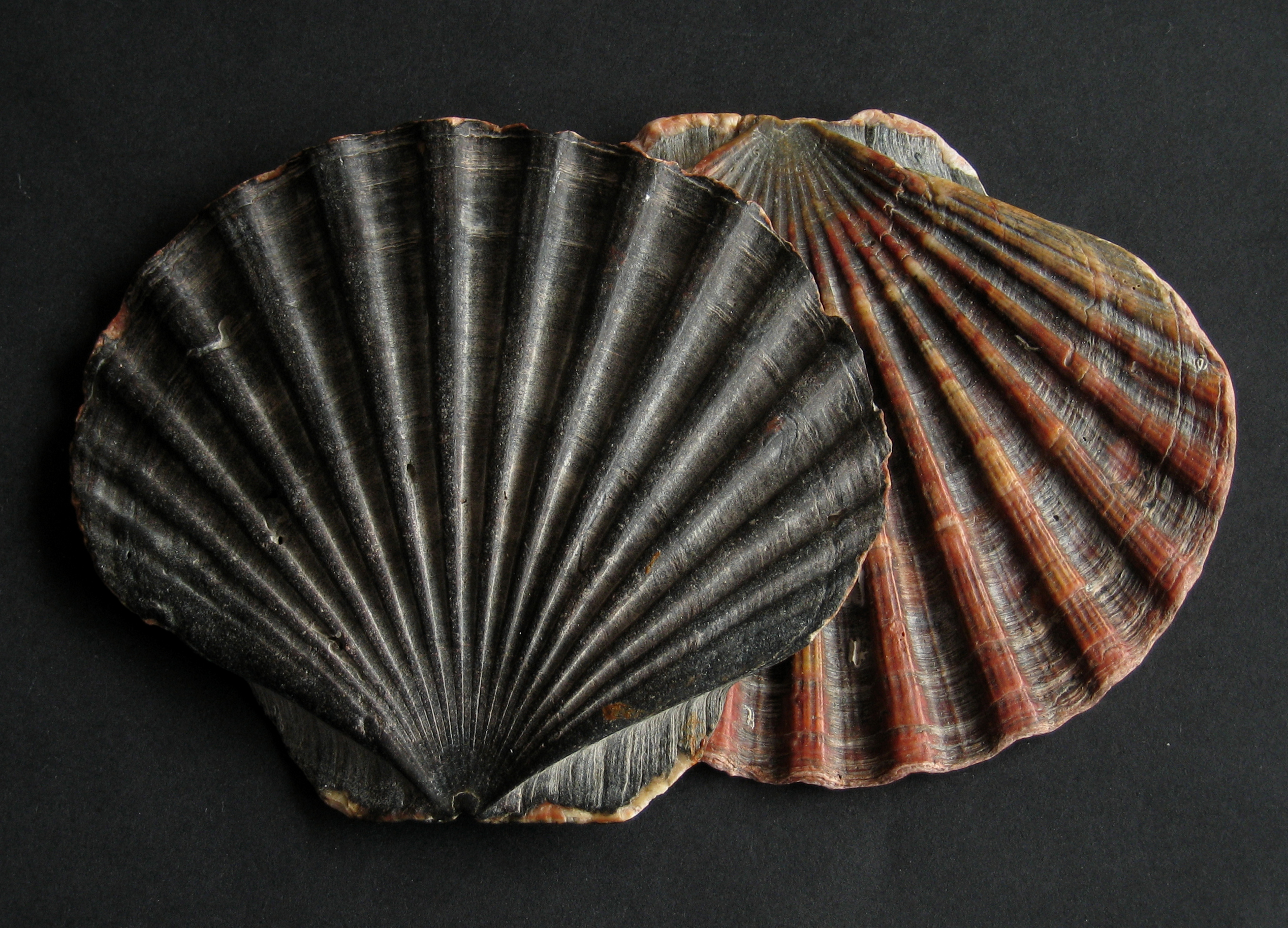 Scallop (Pecten maximus) — espèce marine DUNE