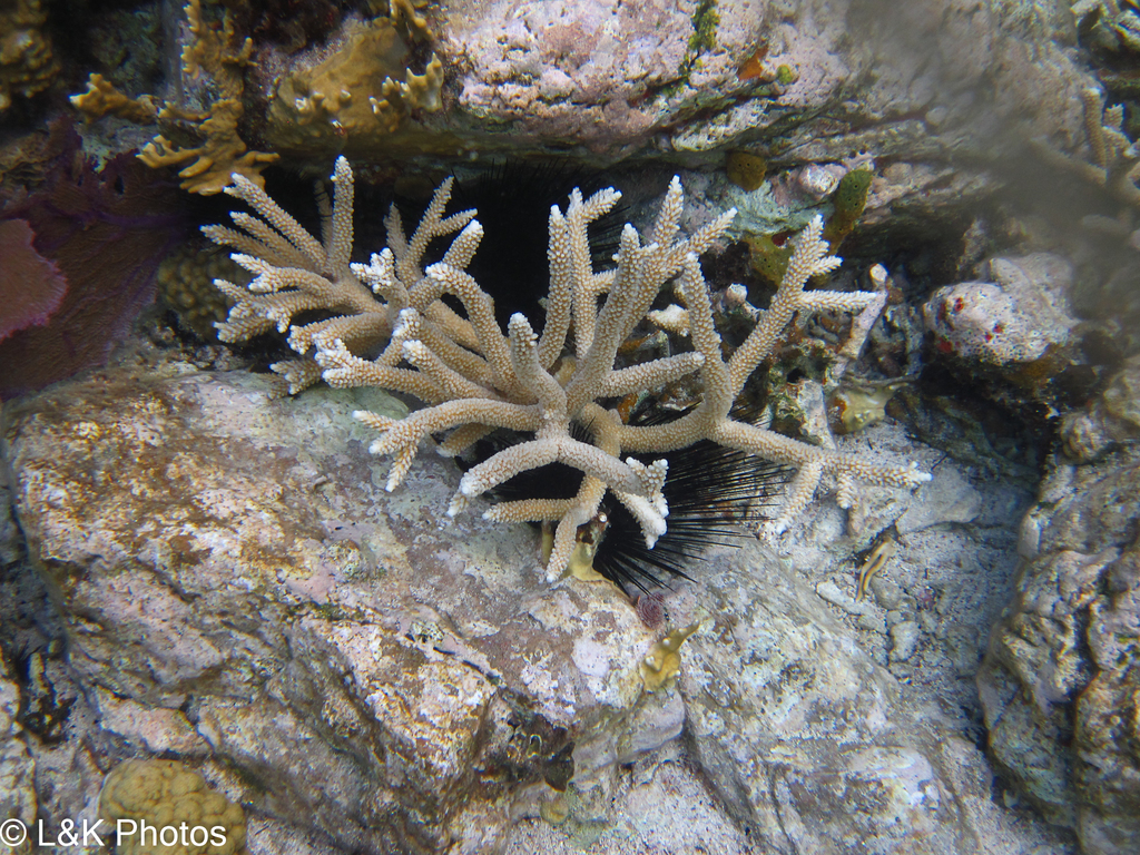 Corail cerf (Acropora cervicornis) — espèce similaire
